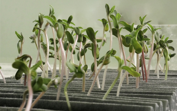 Home Page R&d Le Groupe Hemp It