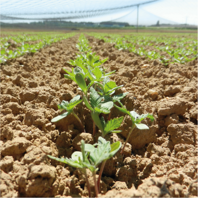 Hemp It Conseils De Culture Developpement Chanvre